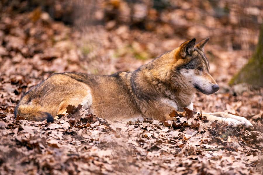 Sivi vuk praotac je svih pasa, pa i pudlice ili čivave - volimpse.com