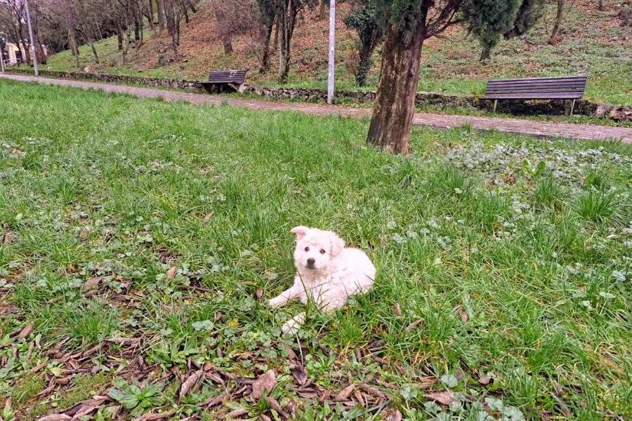 klek beba hrv. ovčara 01