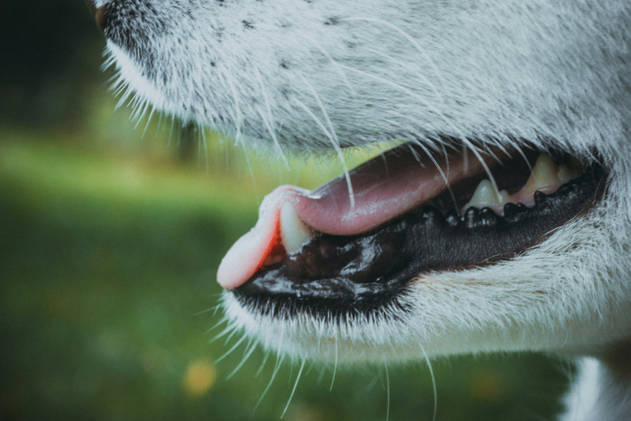 napada pasa celjust unsplash