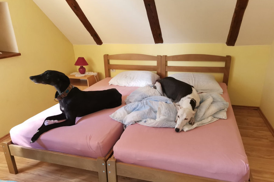 Pet freindly psi u hotelu