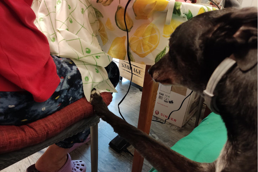 Gala4Dogs – brend za pse nastao zbog jedne Gale