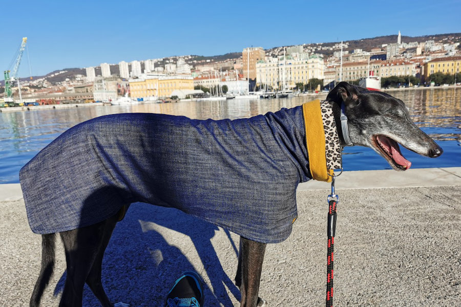 Gala4Dogs – brend za pse nastao zbog jedne Gale
