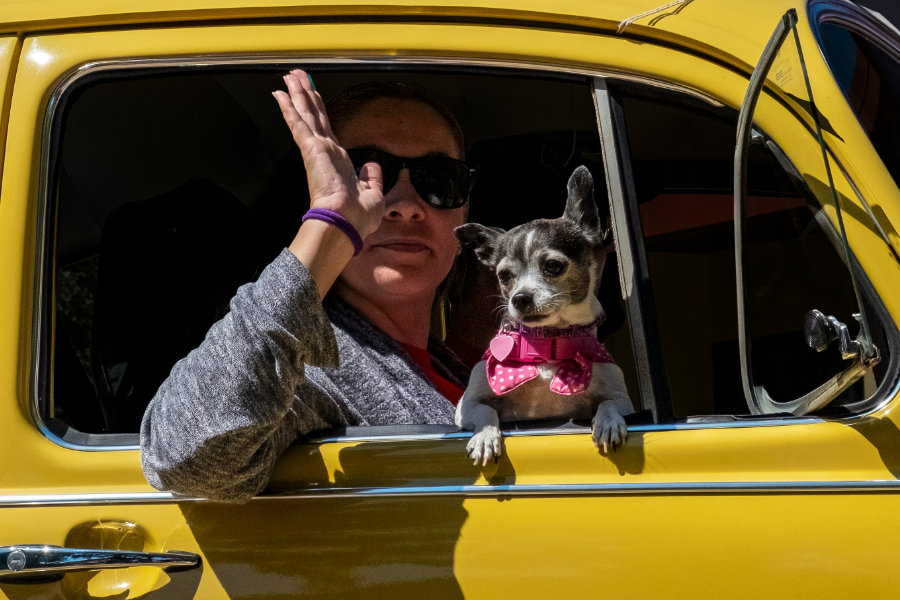 bolt pet unsplash 01