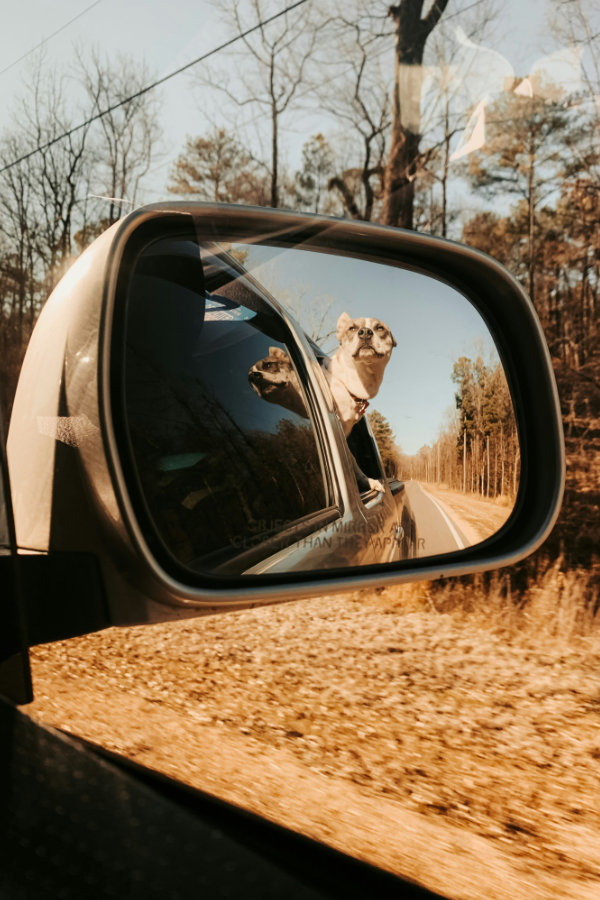 pas je tvoje ogledalo 01 unsplash
