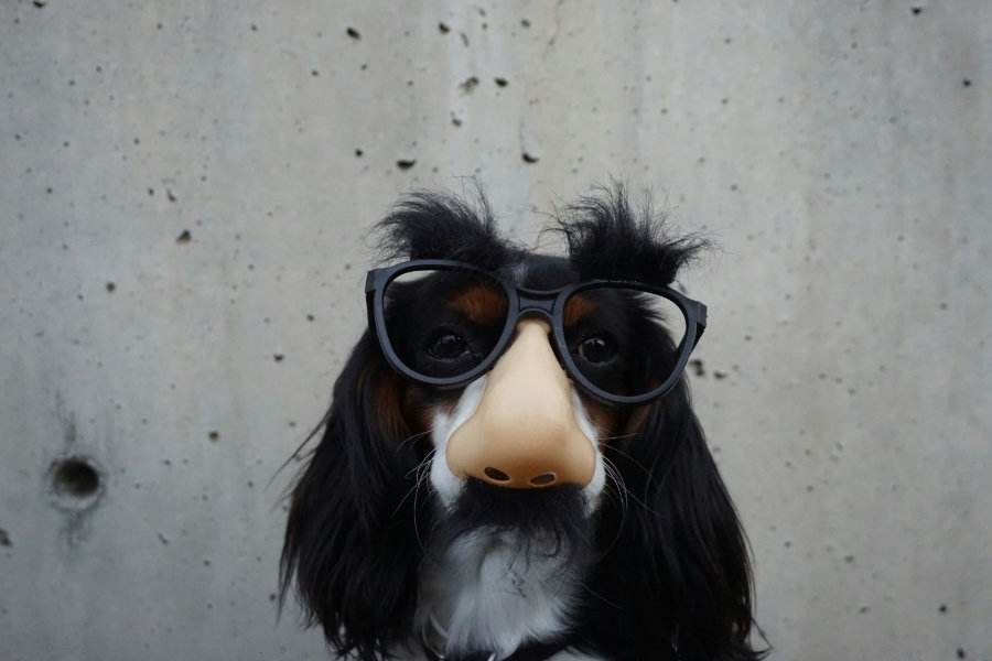 pas je tvoje ogledalo 03 unsplash