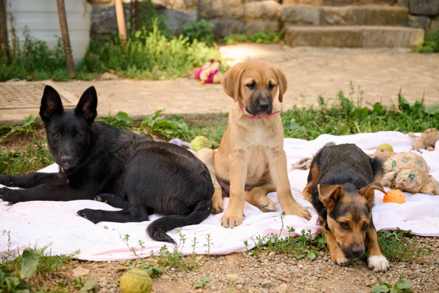 puppy pawty 01