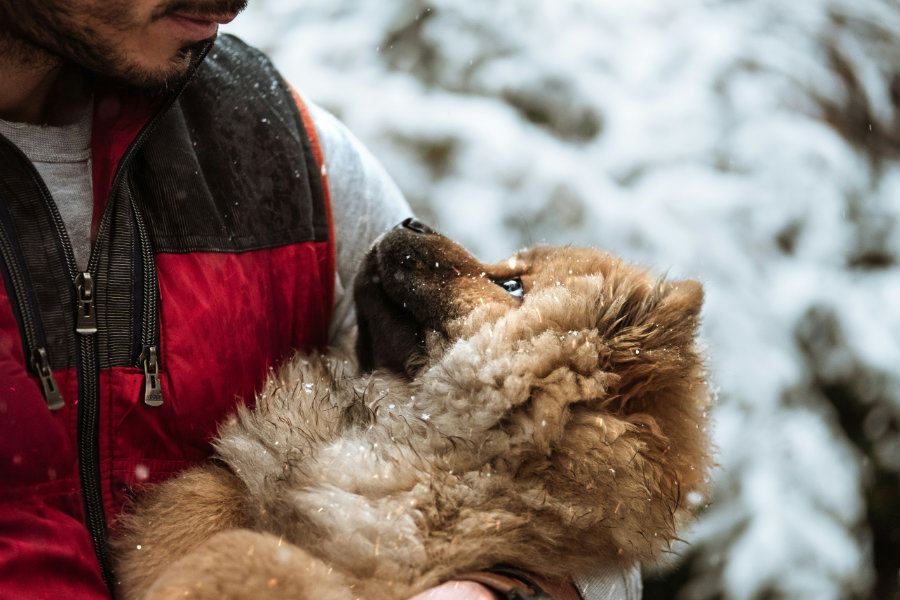 izreke o psima 01 unsplash