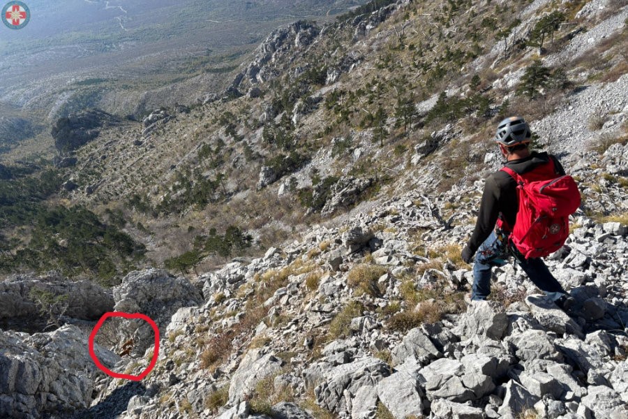 lovački psi spašeni hgss dinara 01
