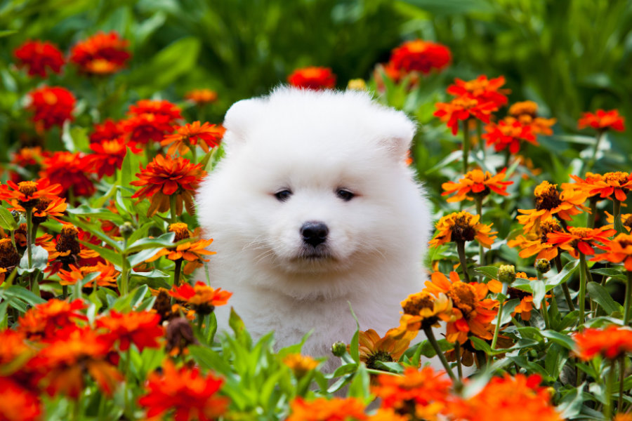 samojed canva 02