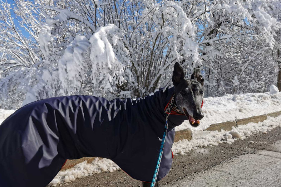 Zimska pseća odredišta: snježna avantura sa psom