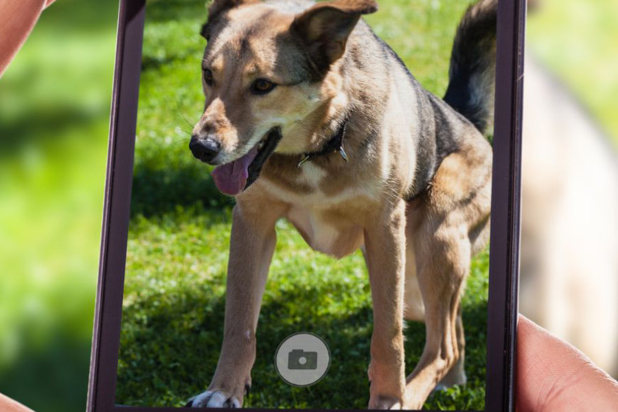 Pametni telefon u šapama psa - kako bi izgledao njegov dan?