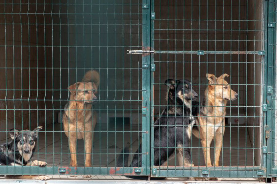 Povrat pasa iz udomljenja – zašto se događa i kako ga spriječiti?