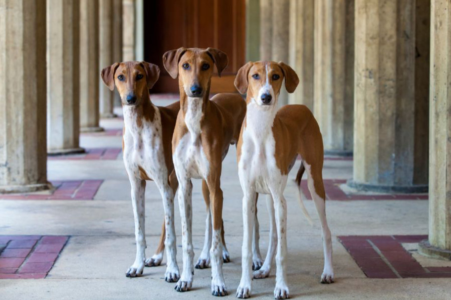 Zaboravljene pasmine: Zanimljivi, ali rijetki u Hrvatskoj