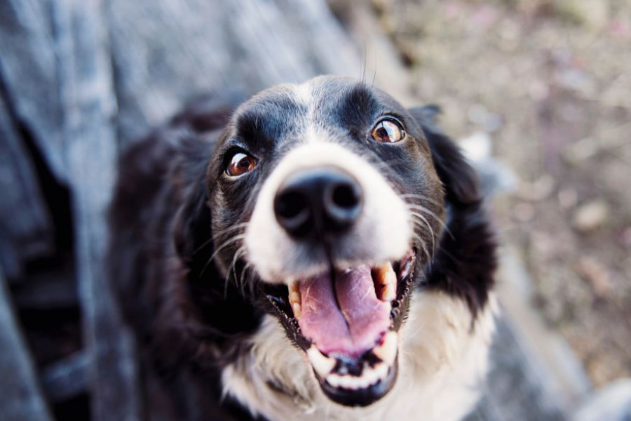Border collie – Einstein među psima