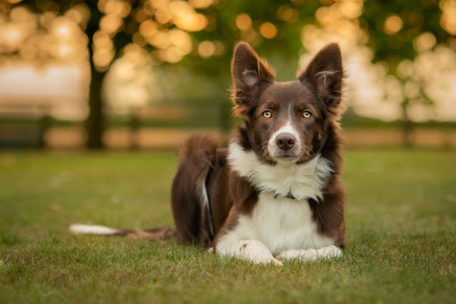 Border collie – Einstein među psima