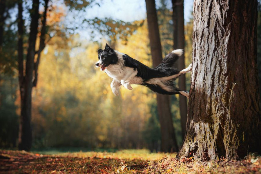Border collie – Einstein među psima