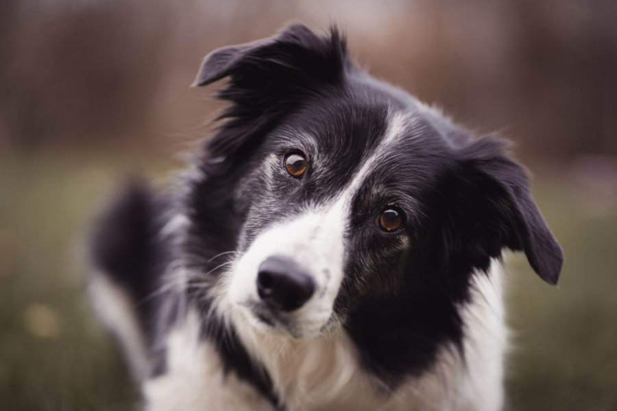 Border collie – Einstein među psima
