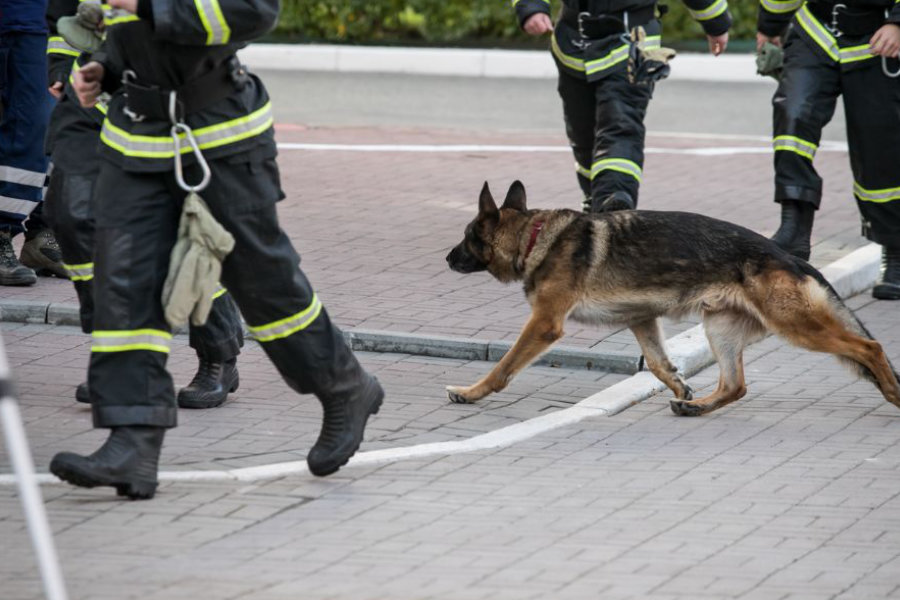Heroji na četiri noge: Srce, hrabrost i odanost u psećem obliku