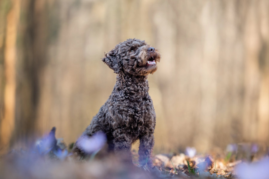 Tails & trails photo adventure uskoro u Skradu!