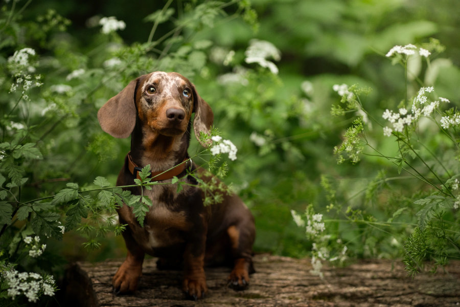Tails & trails photo adventure uskoro u Skradu!