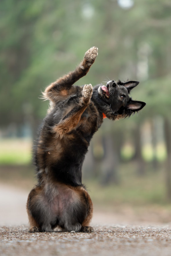 Tails & trails photo adventure uskoro u Skradu!