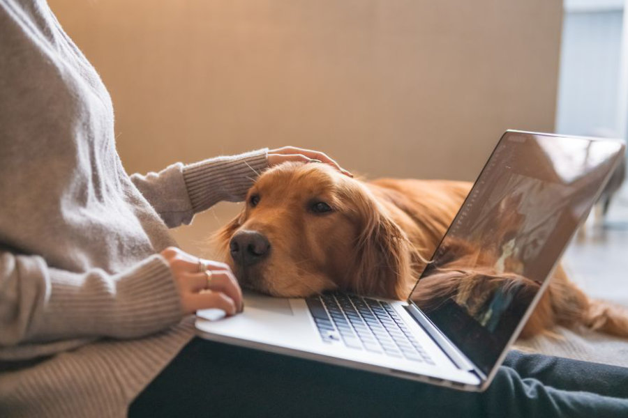 Mindfulness za početnike: kad je učitelj - pas