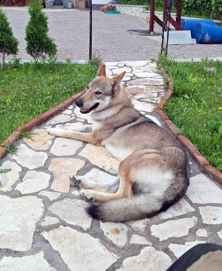 Potraga za Akijem i dalje traje Volim pse 2 (1)