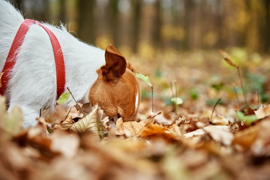 sniff walk 01
